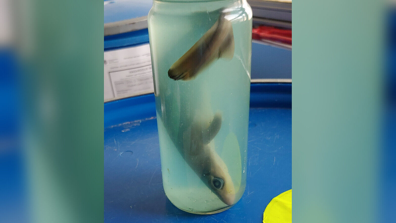 Among the TSA's top 10 catches of 2020: a dead shark